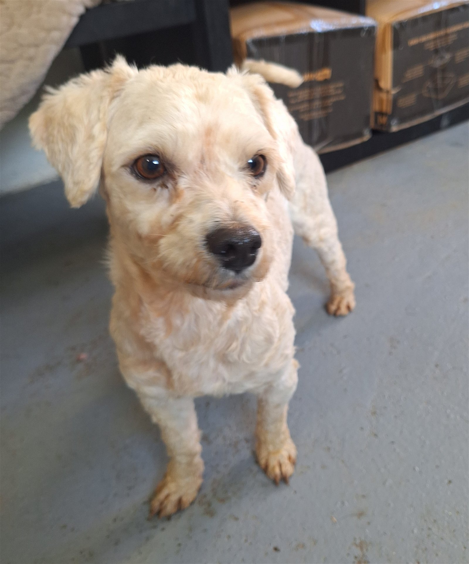 adoptable Dog in Chico, CA named Tati