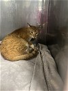 adoptable Cat in chico, CA named Mandarin