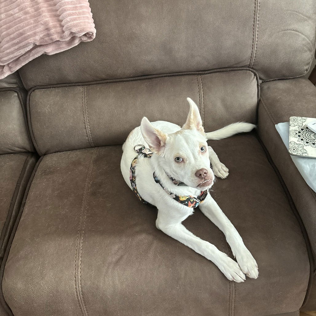 adoptable Dog in Chico, CA named GHOST