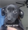 adoptable Dog in chico, CA named Littleton