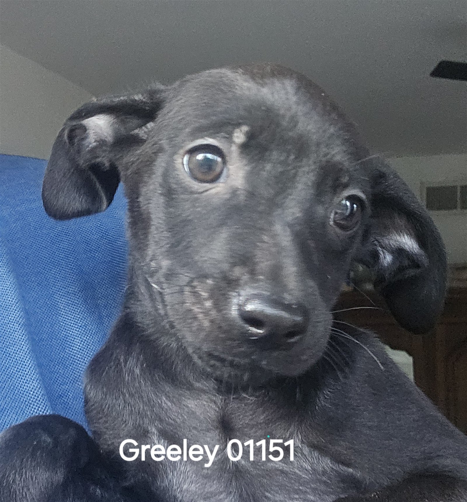 adoptable Dog in Chico, CA named Greeley