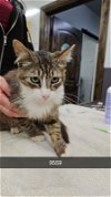 adoptable Cat in chico, CA named Longan