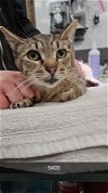 adoptable Cat in chico, CA named Cherimoya