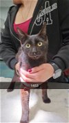 adoptable Cat in chico, CA named Kiwano