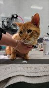 adoptable Cat in chico, CA named Rambutan