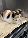 adoptable Cat in chico, CA named Starbuck
