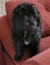 adoptable Dog in chico, CA named Simon 60340