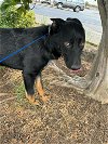 adoptable Dog in chico, CA named LAVERNE