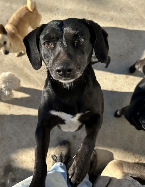picture of the dog needing adoption