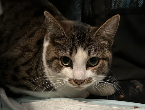 picture of the cat needing adoption