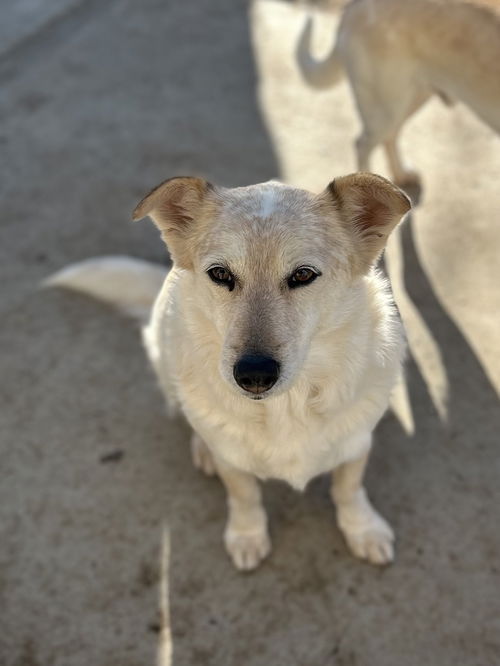 picture of the dog needing adoption