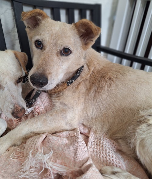 CEELO - Terrier available for adoption