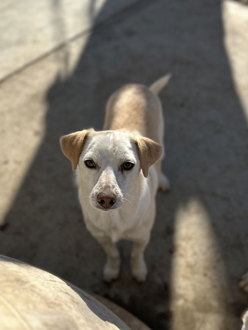 picture of the dog needing adoption