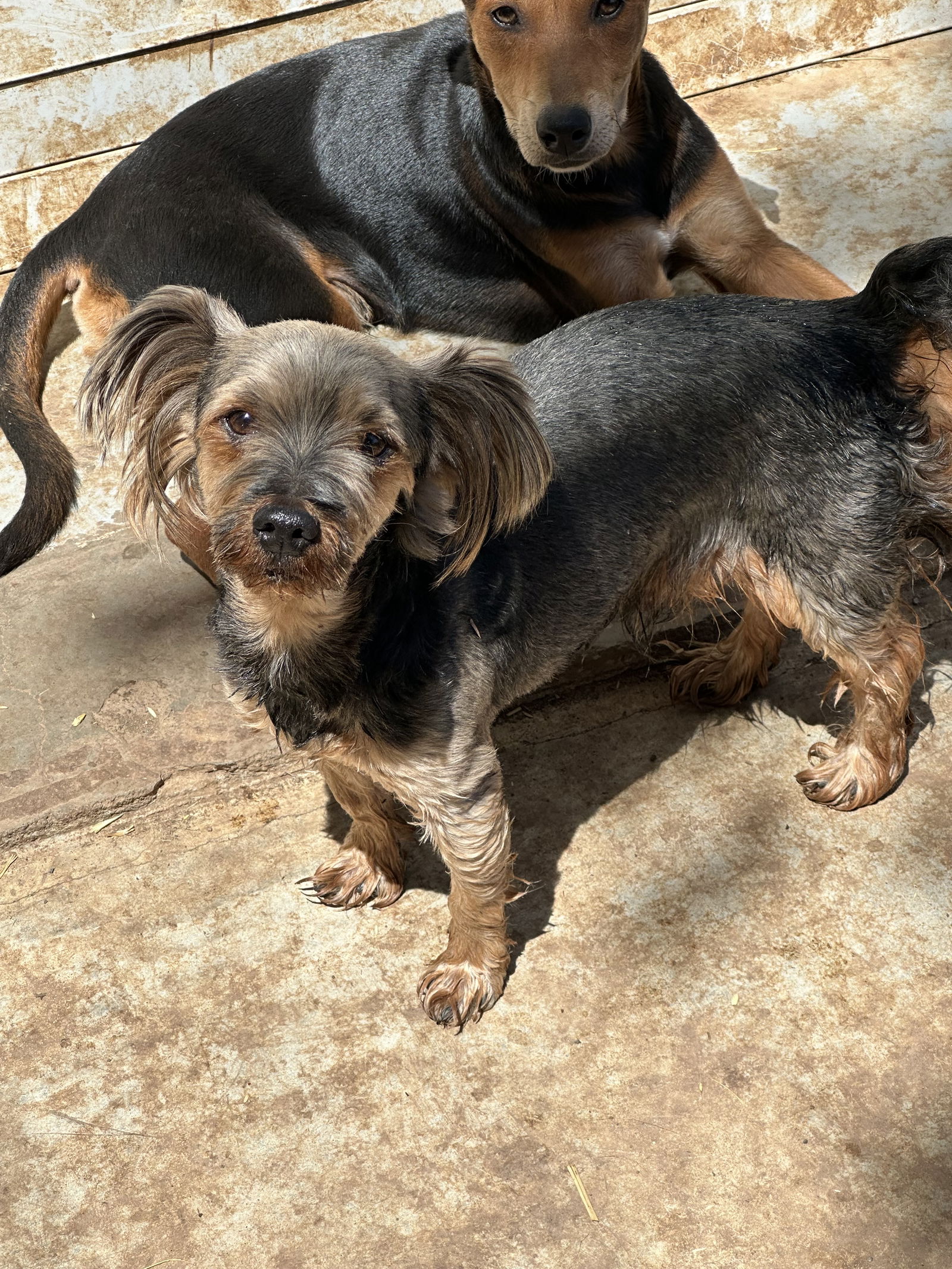 adoptable Dog in Chico, CA named Tyson