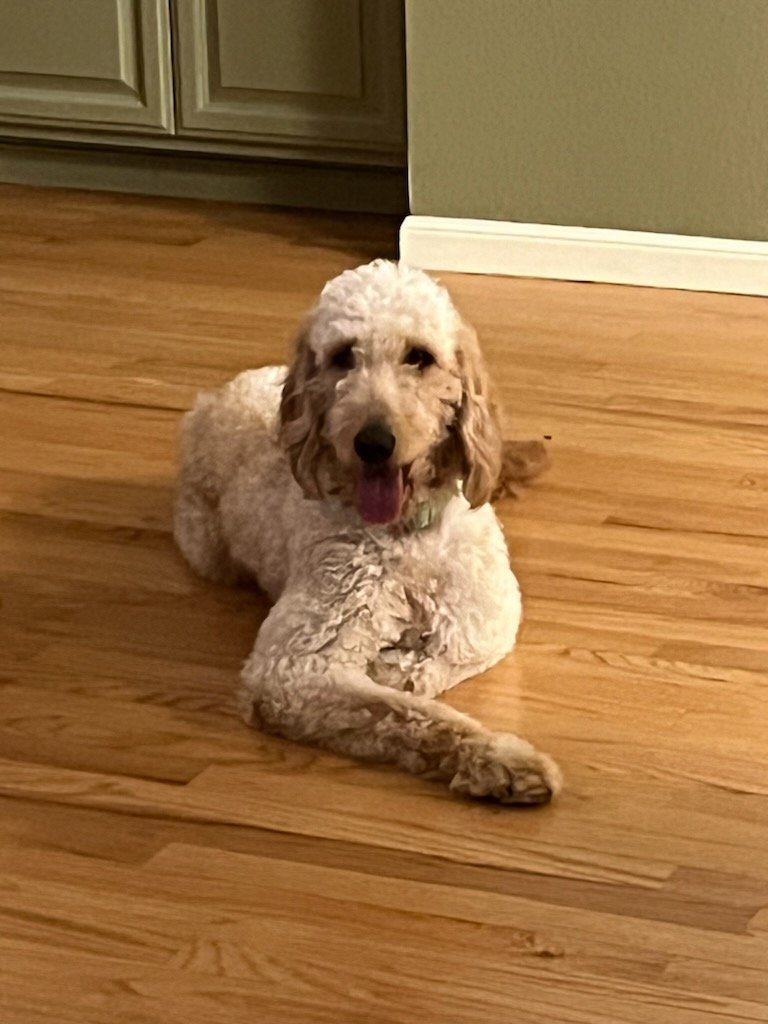 Dog for Adoption HAZEY, a Poodle (Miniature) in Yuba City, CA Alpha Paw