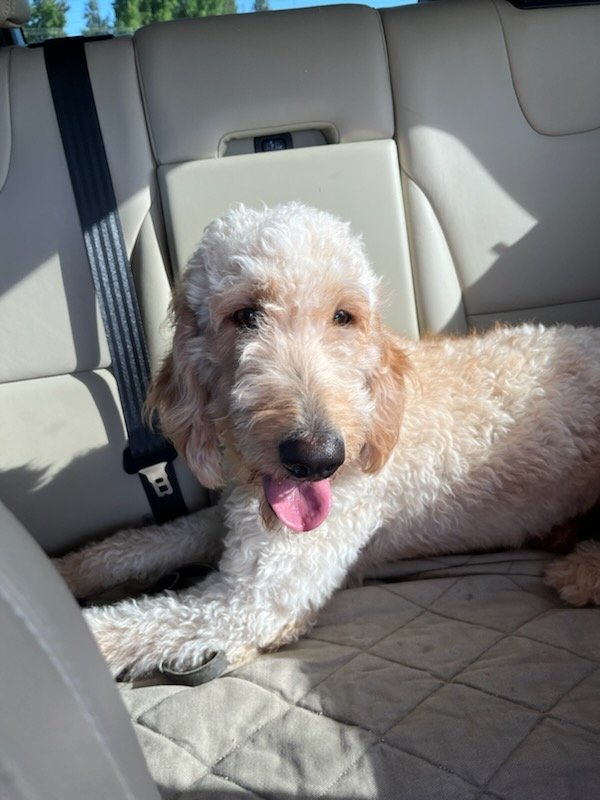 Dog for Adoption HAZEY, a Poodle (Miniature) in Yuba City, CA Alpha Paw