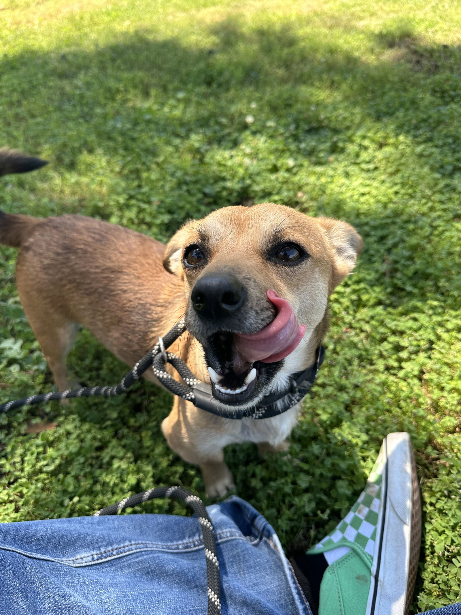 adoptable Dog in Chico, CA named CHUCKY