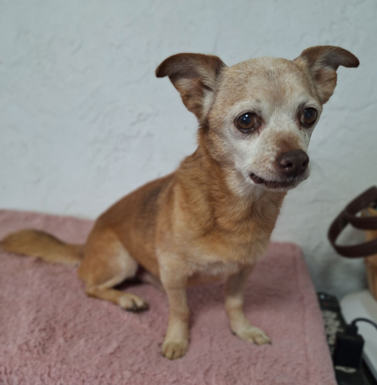 adoptable Dog in Chico, CA named BUBBA G