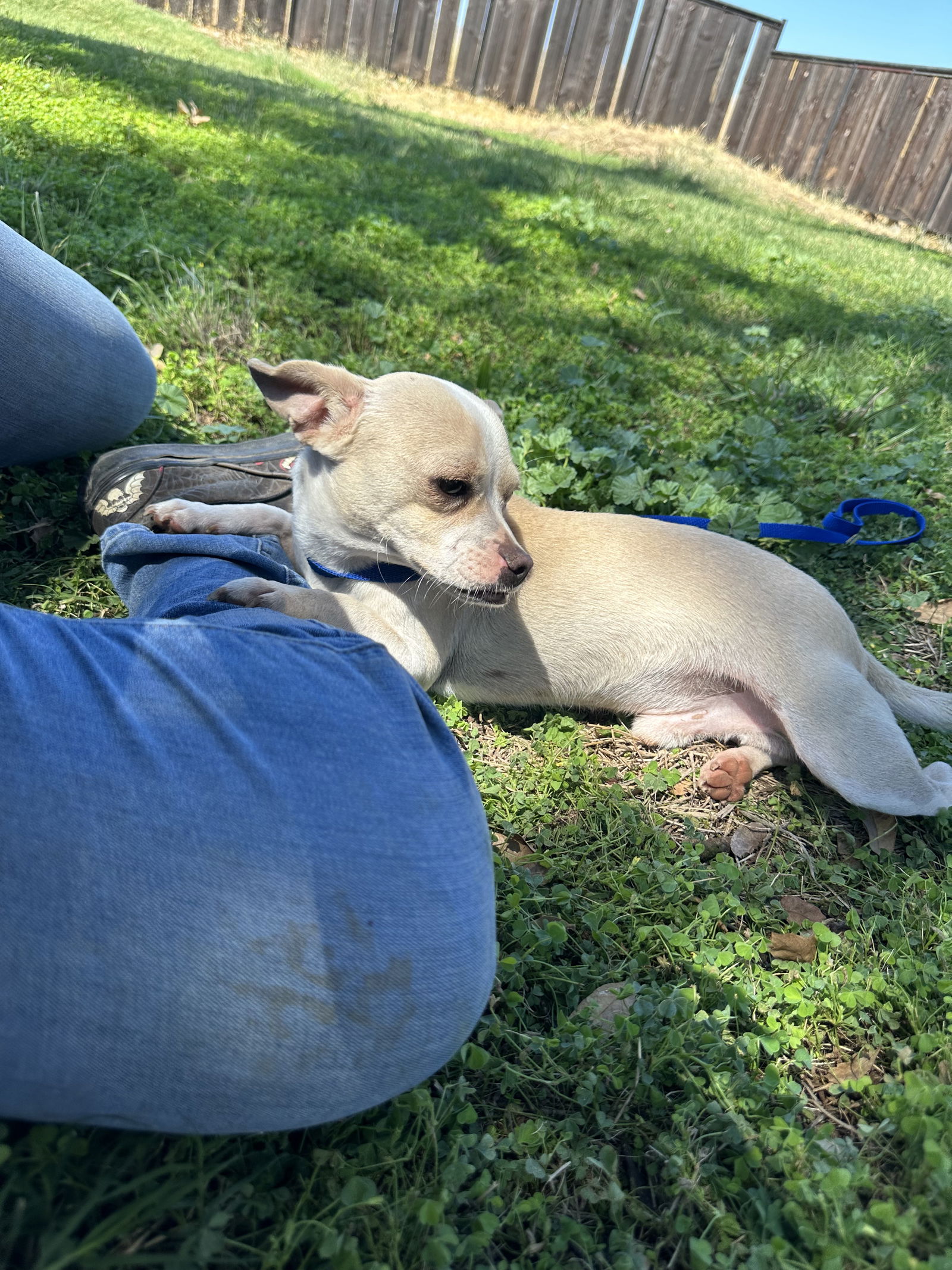 adoptable Dog in Chico, CA named KEEN