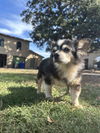 adoptable Dog in Chico, CA named TOBIAS