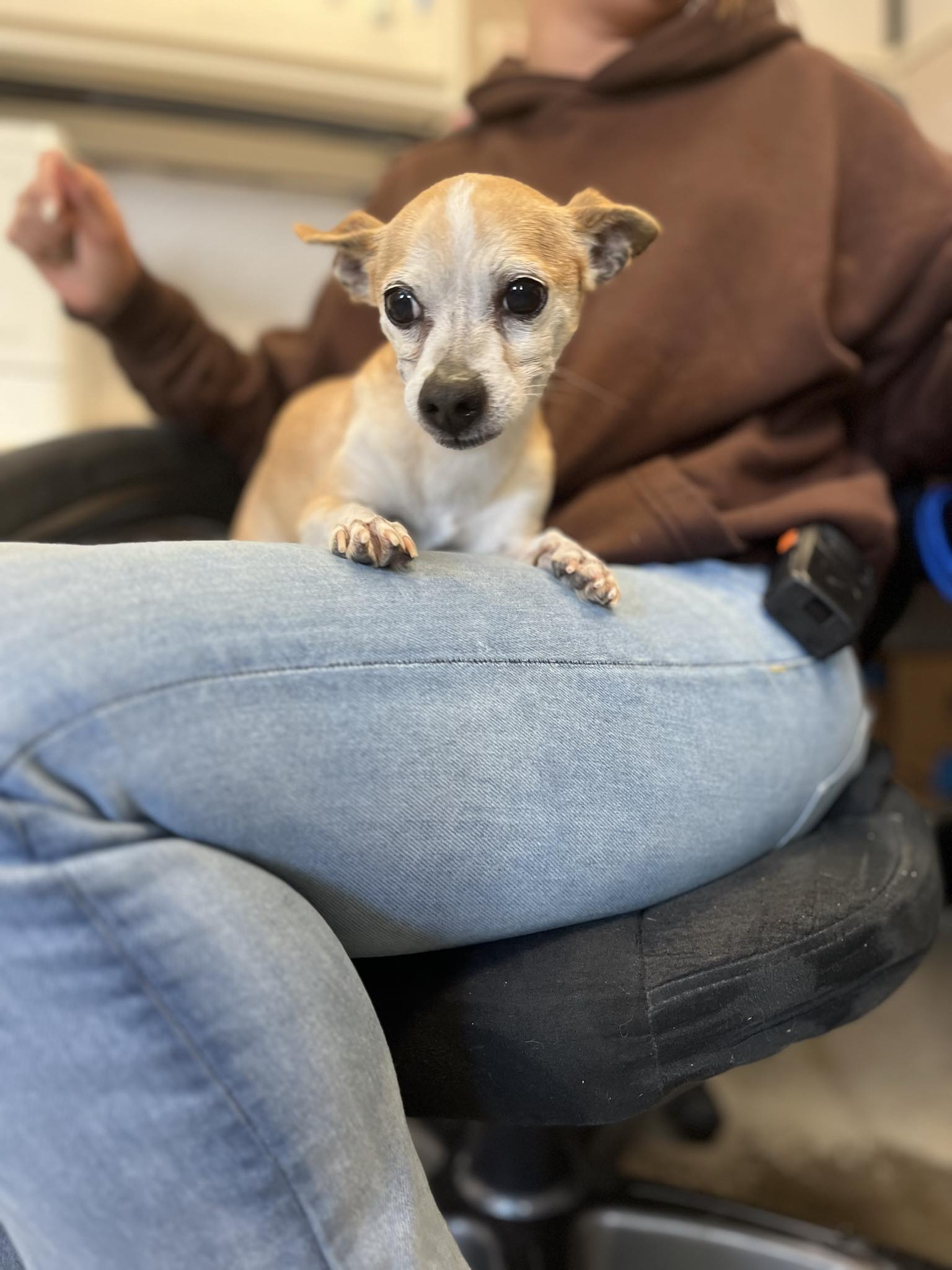 adoptable Dog in Chico, CA named BEOWOLF