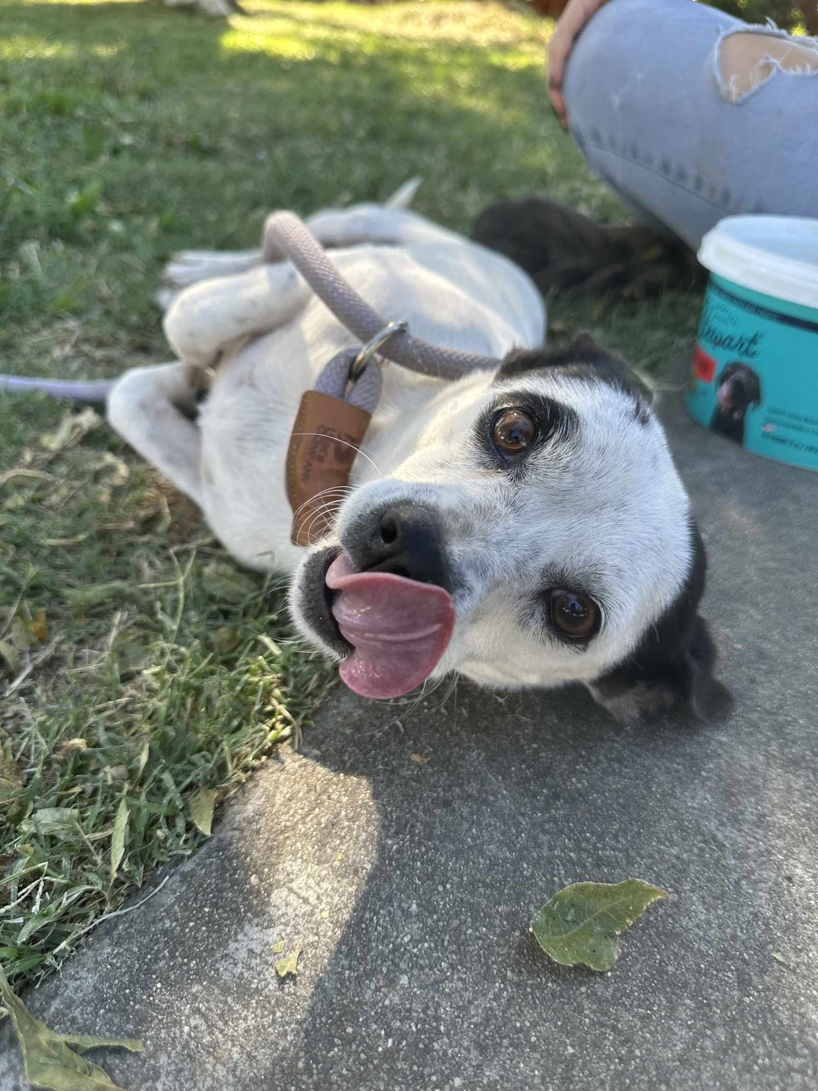 adoptable Dog in Chico, CA named RITZ