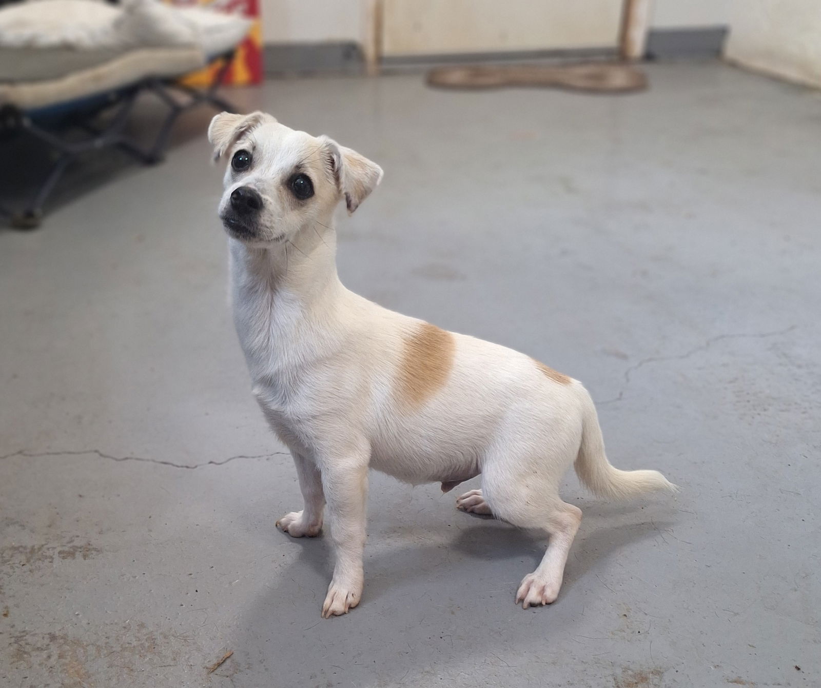 adoptable Dog in Chico, CA named Stefan