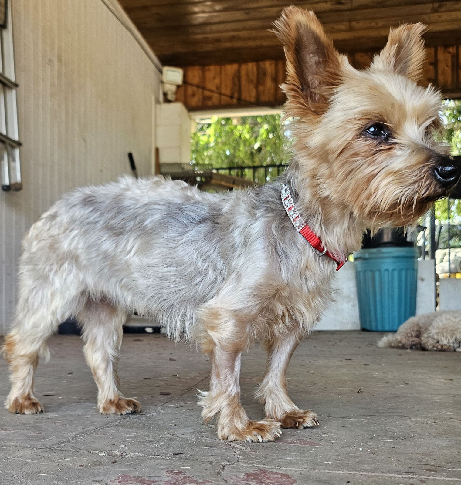 adoptable Dog in Chico, CA named Beema