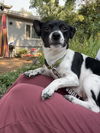 adoptable Dog in Chico, CA named WILLOW