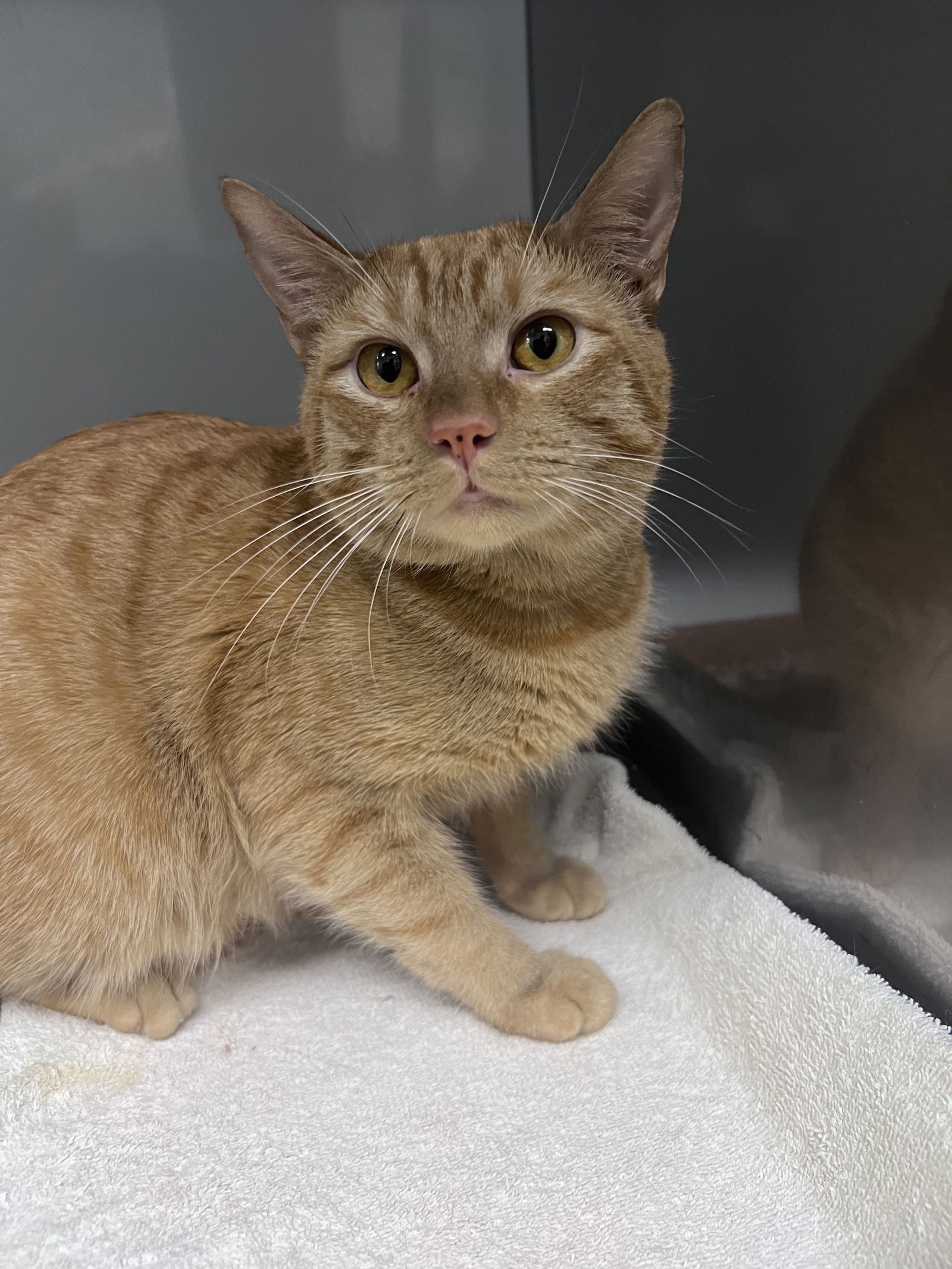 adoptable Cat in Chico, CA named Orange Juice