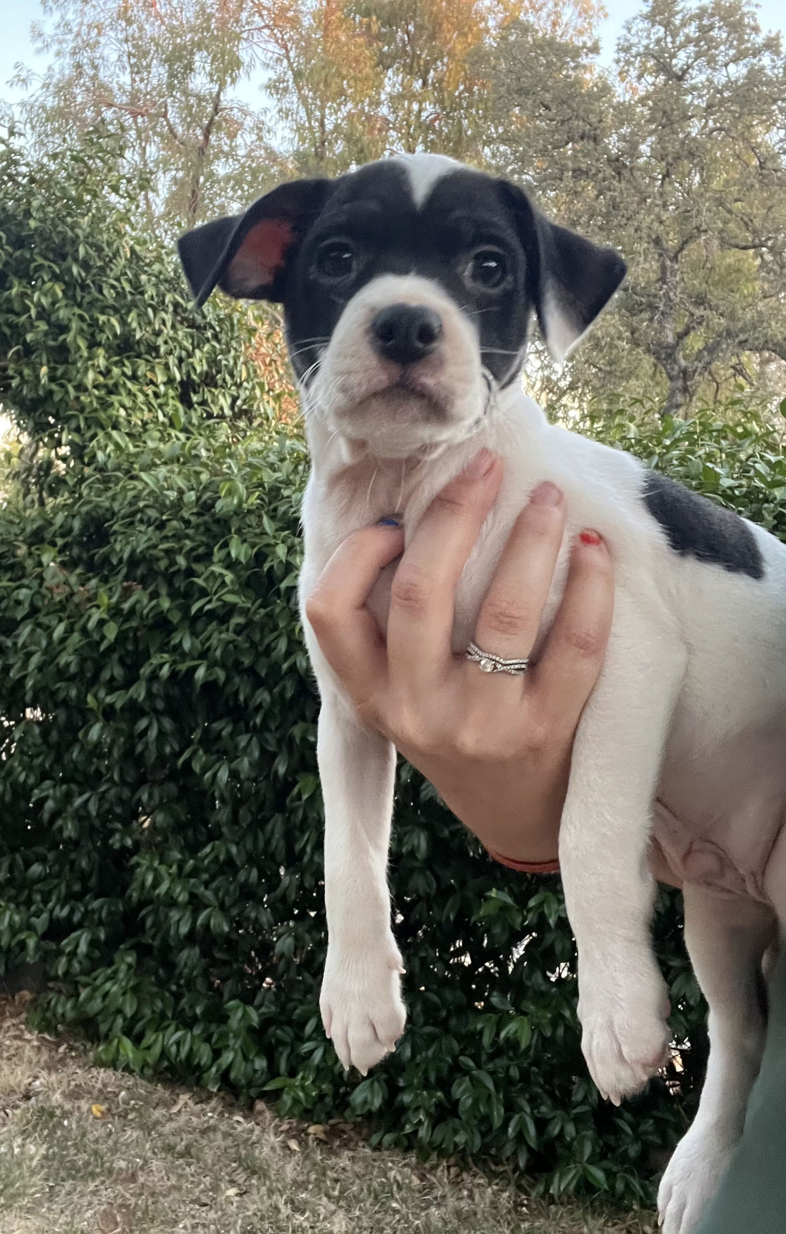 adoptable Dog in Chico, CA named PATCHES