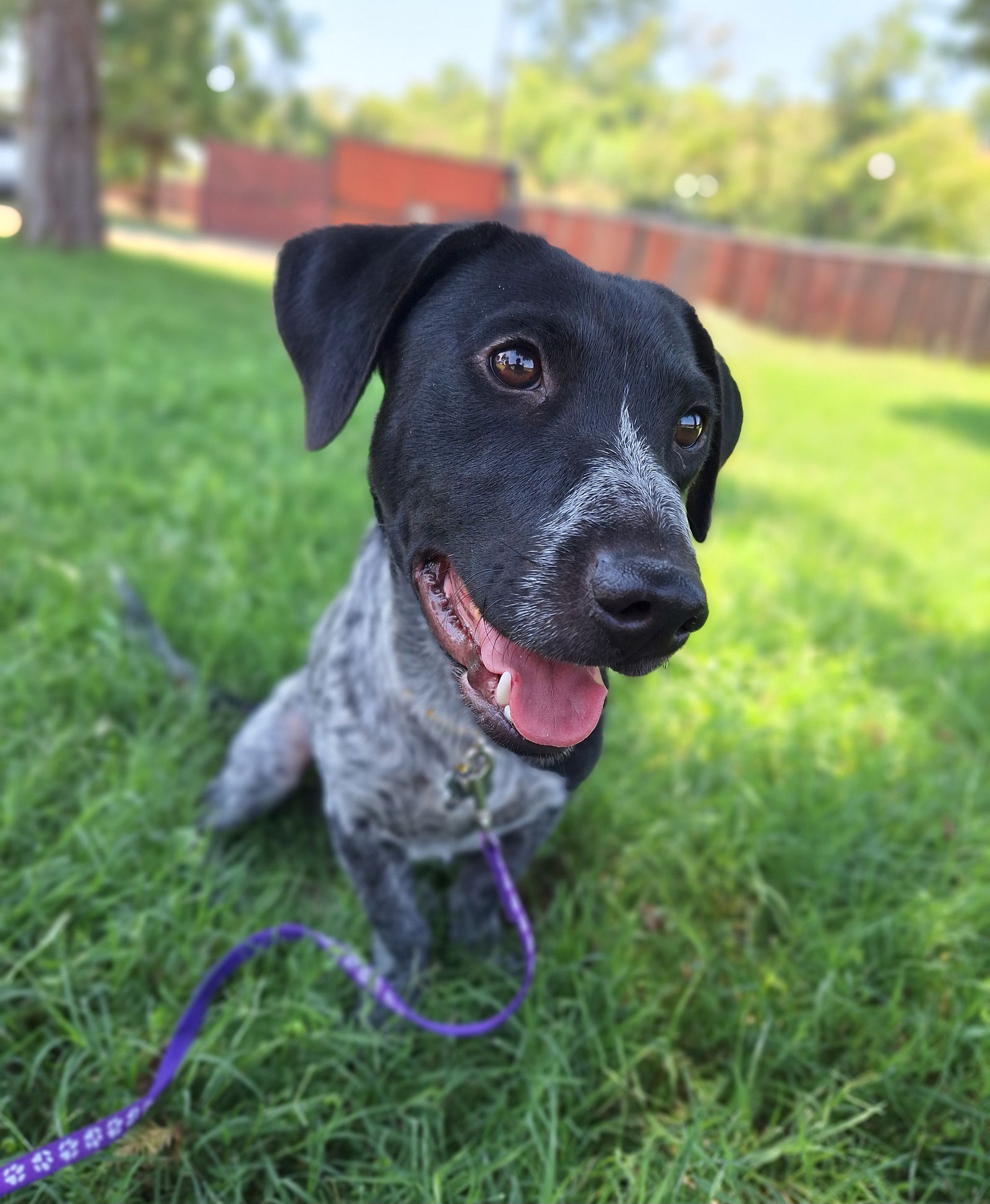 adoptable Dog in Chico, CA named ZANY