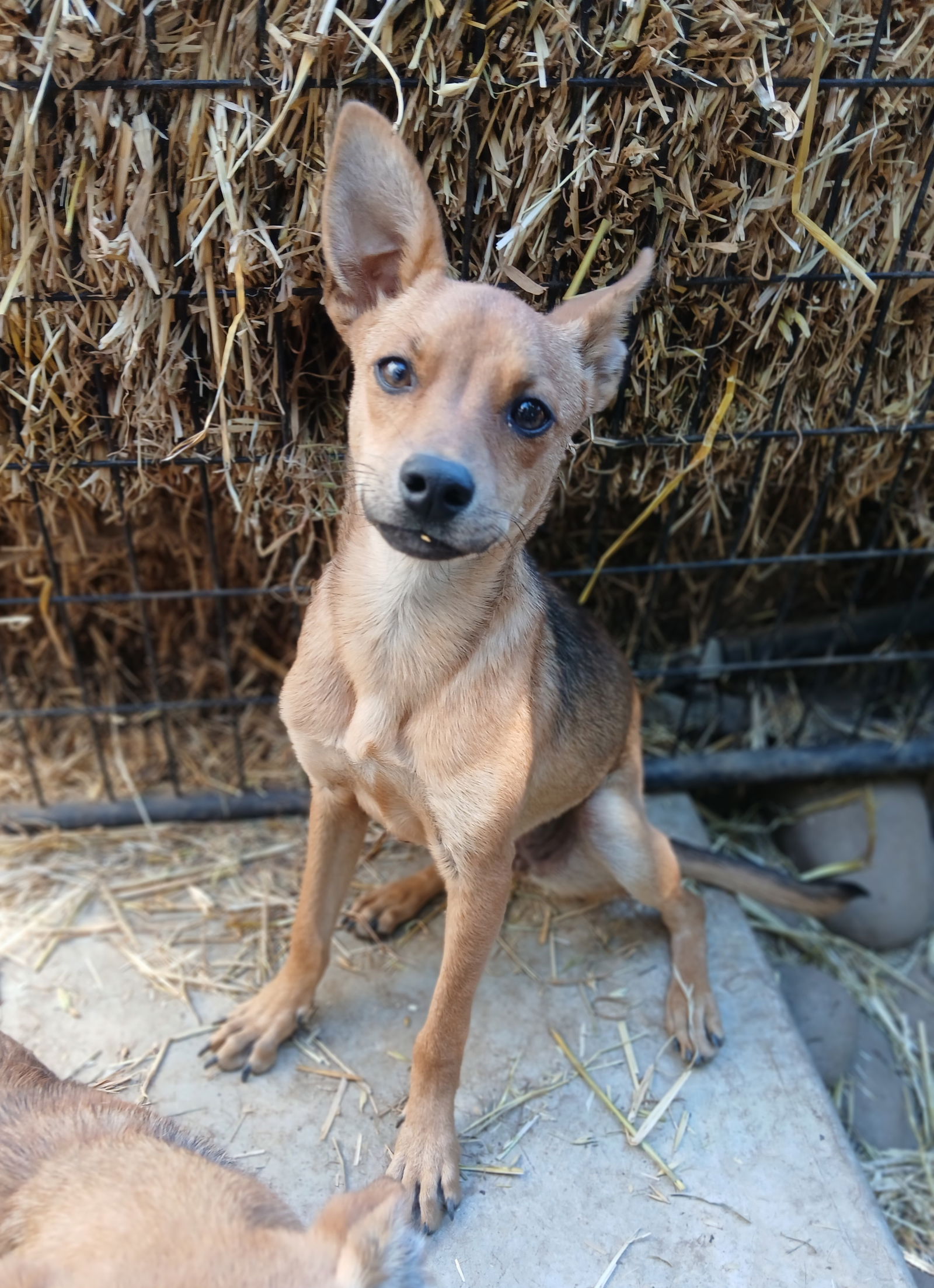 adoptable Dog in Chico, CA named EBONY