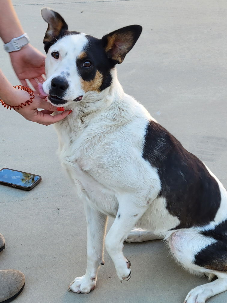 adoptable Dog in Chico, CA named MINNIE MOUSE