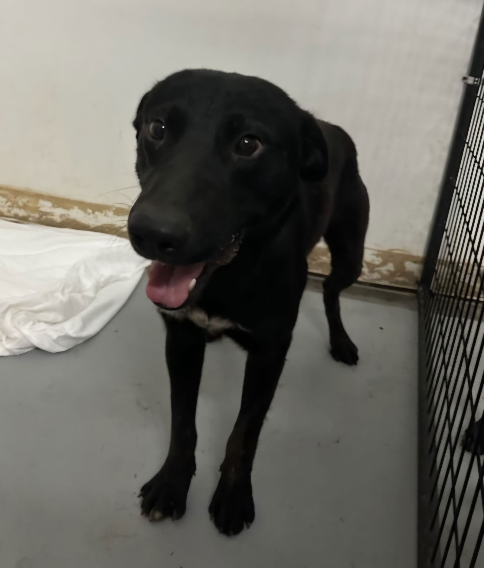 adoptable Dog in Chico, CA named Vaughn