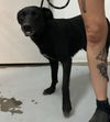 adoptable Dog in Chico, CA named Valentina