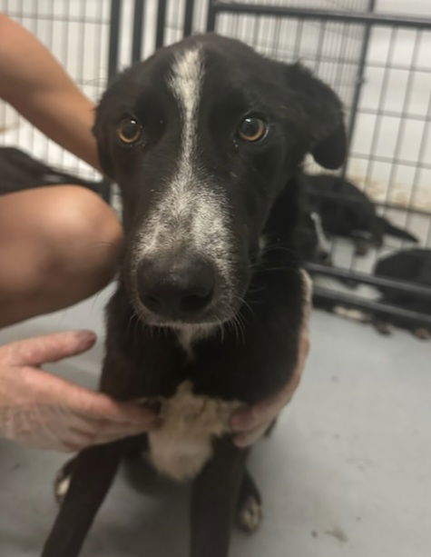 adoptable Dog in Chico, CA named Vance