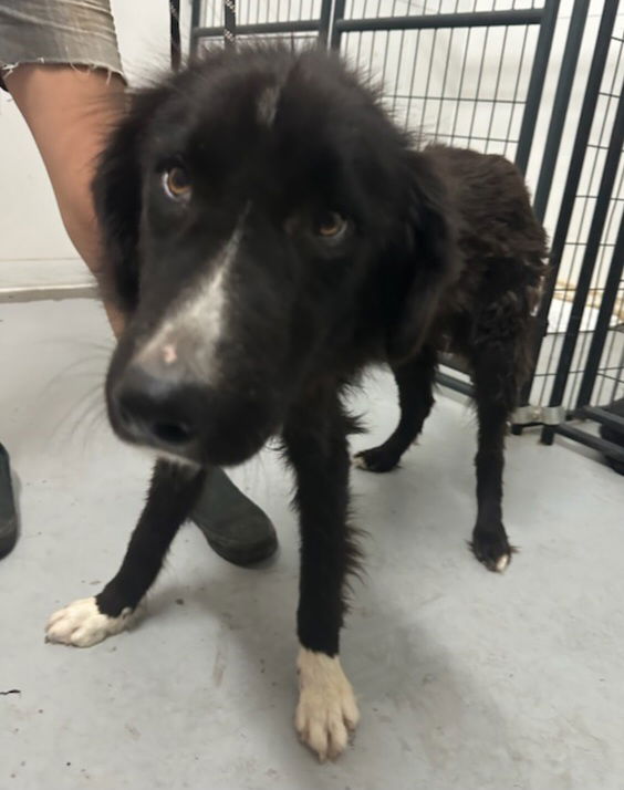 adoptable Dog in Chico, CA named Vernon