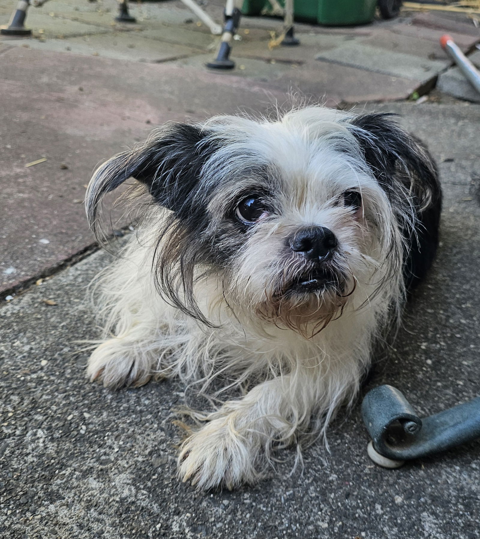 adoptable Dog in Chico, CA named SHAY SHAY