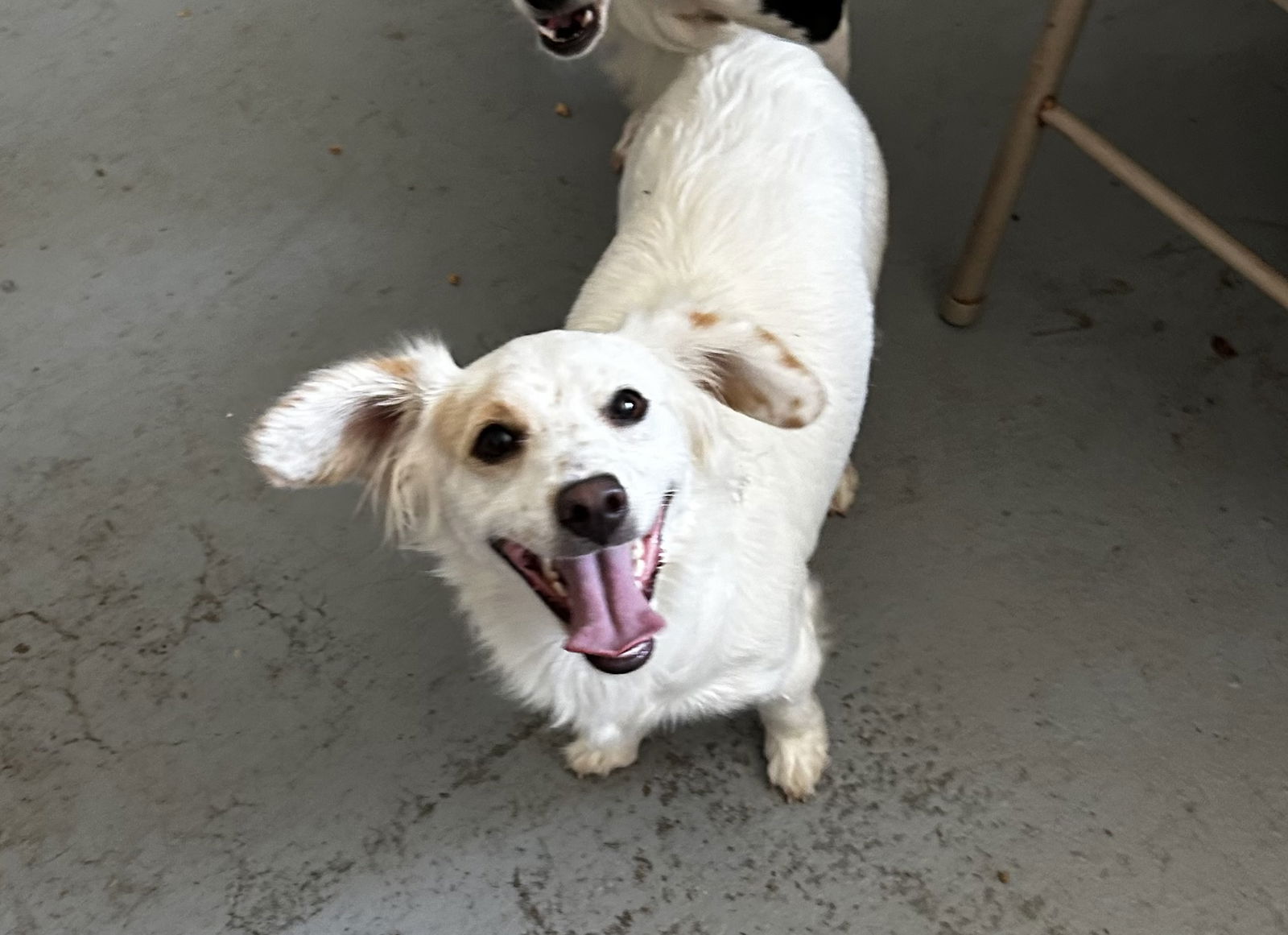 adoptable Dog in Chico, CA named MAGGIE