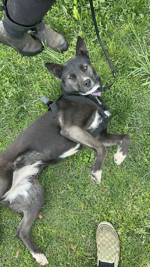 picture of the dog needing adoption
