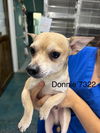 adoptable Dog in Chico, CA named DONNIE