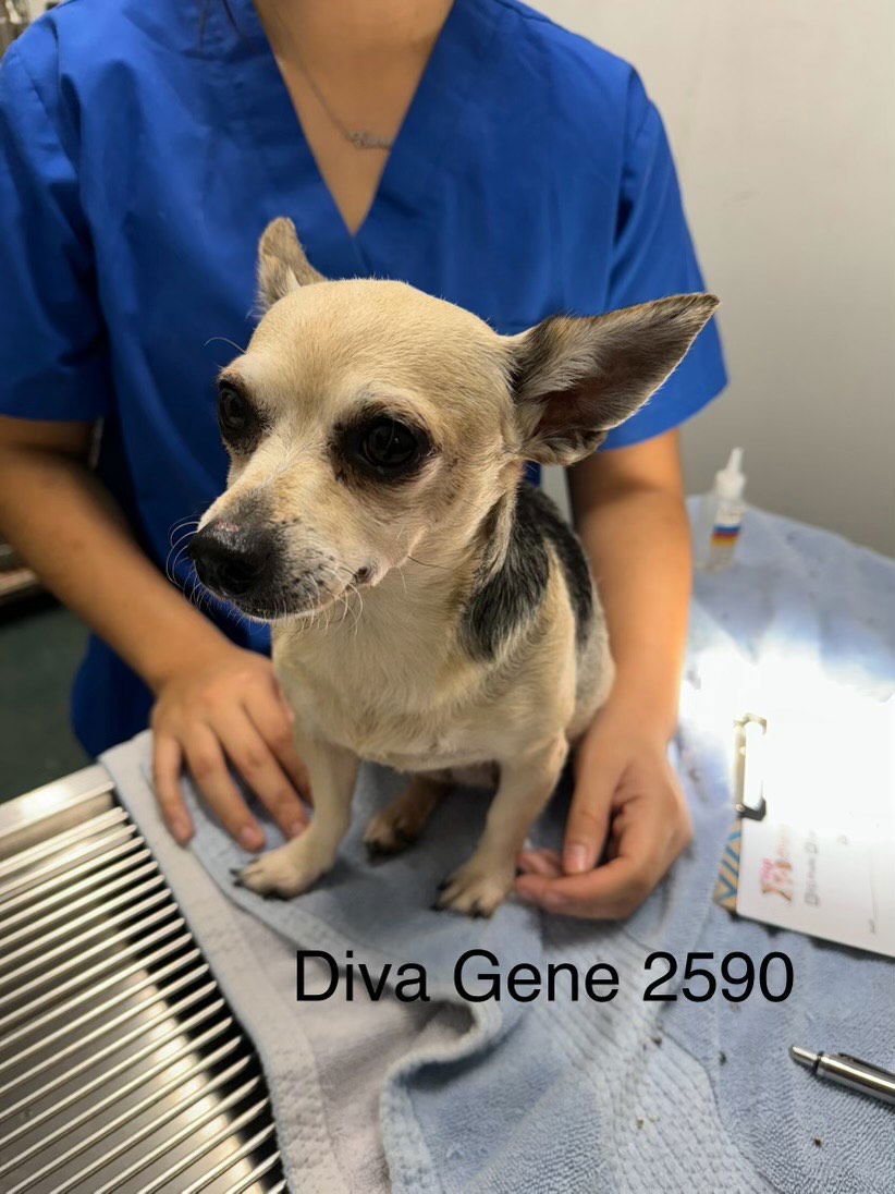 adoptable Dog in Chico, CA named DIVA GENE