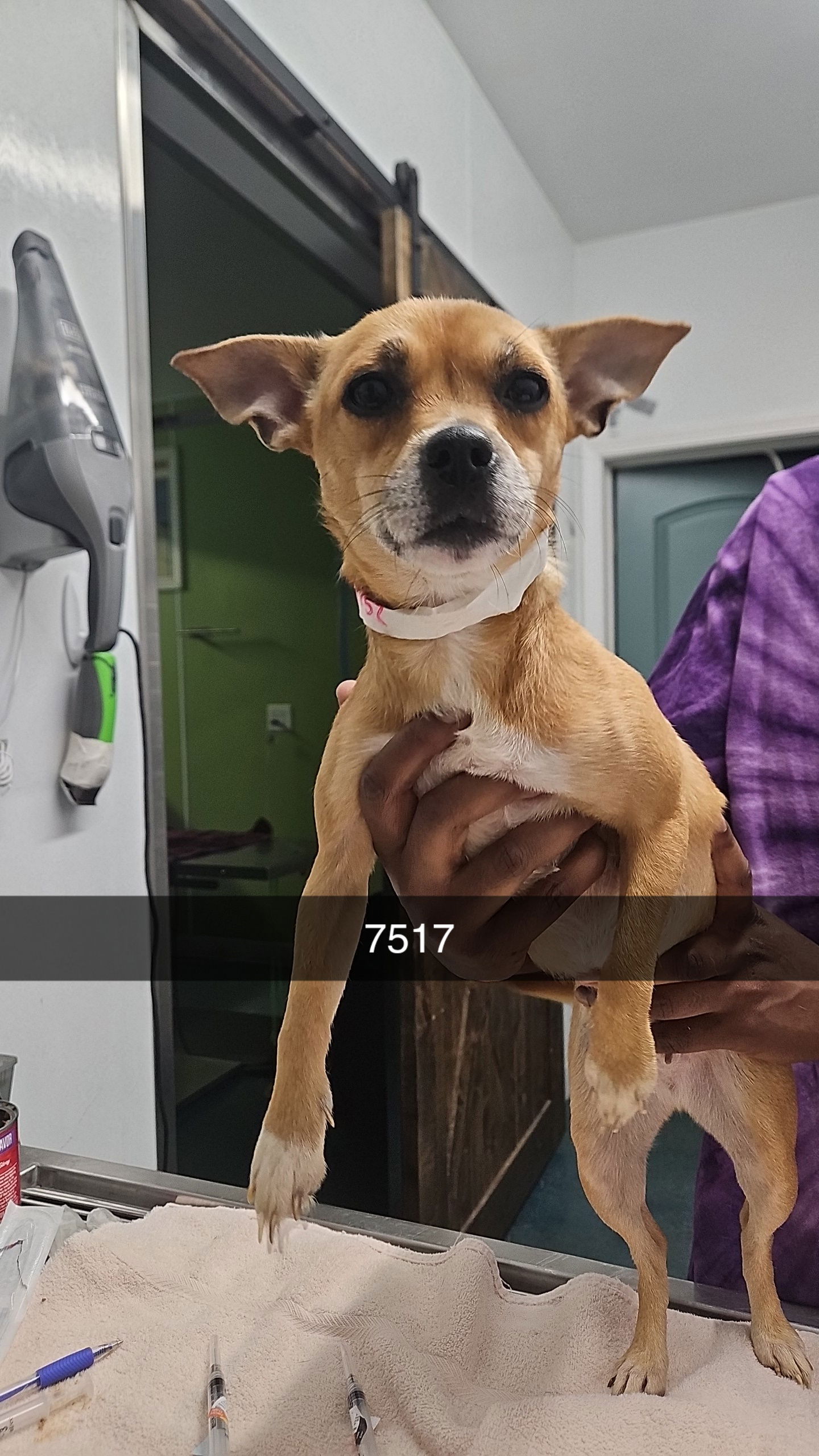 adoptable Dog in Chico, CA named TIFFIE