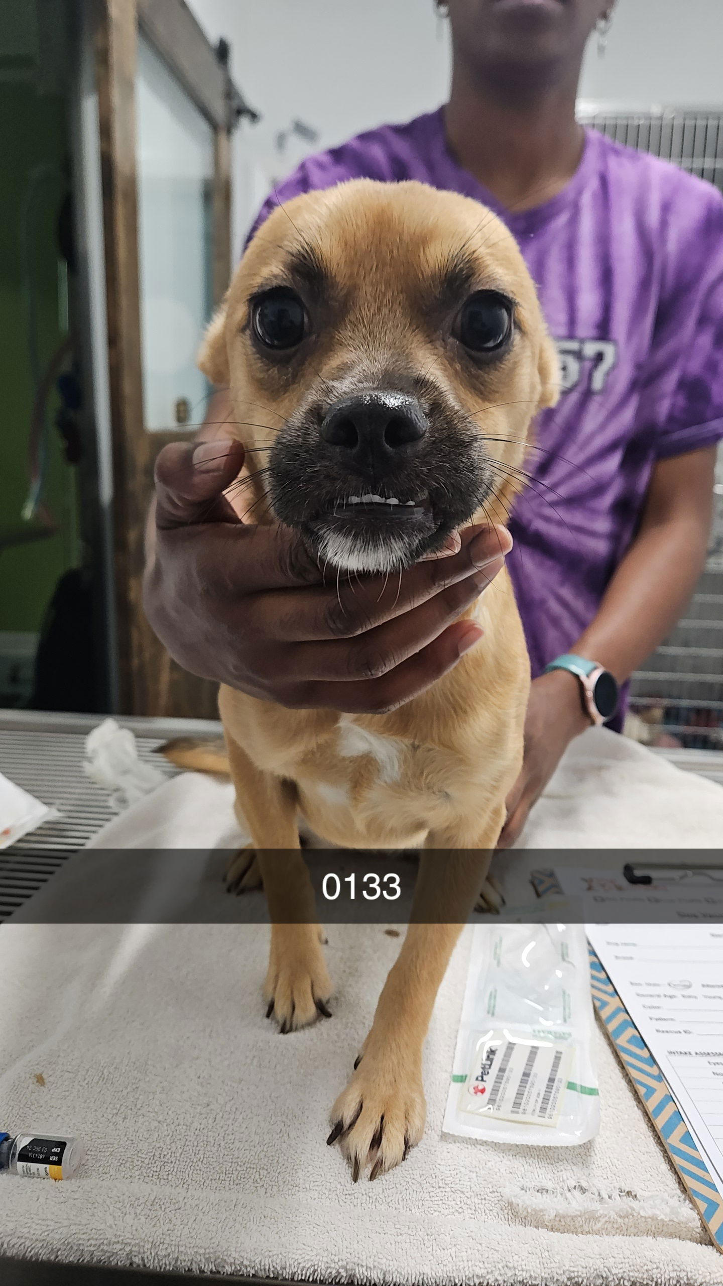 adoptable Dog in Chico, CA named KENDALL