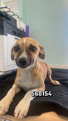 adoptable Dog in  named Cosmic Brownie