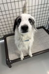 adoptable Dog in chico, CA named LYLA