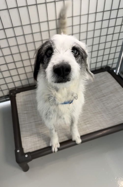 picture of the dog needing adoption