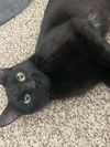 adoptable Cat in chico, CA named BOOTHANG (F)