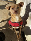 adoptable Dog in chico, CA named LALA